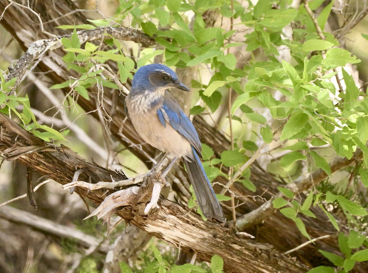 Woodhouse's Scrub-Jay - ML617073001