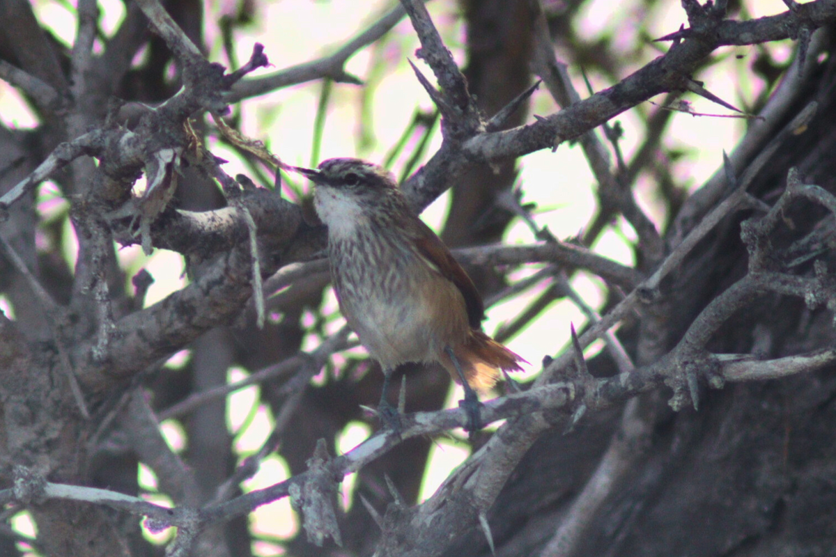 Necklaced Spinetail - ML617073034