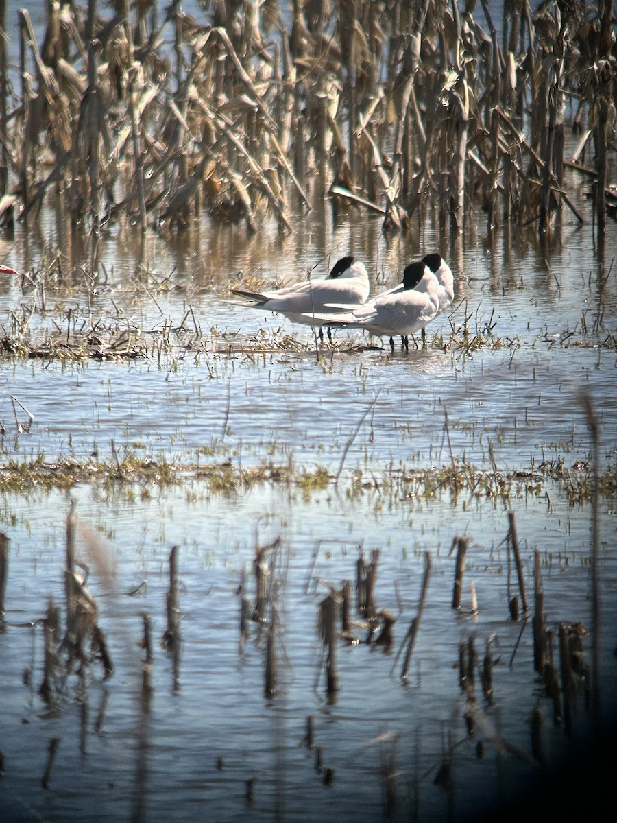 Caspian Tern - ML617073040