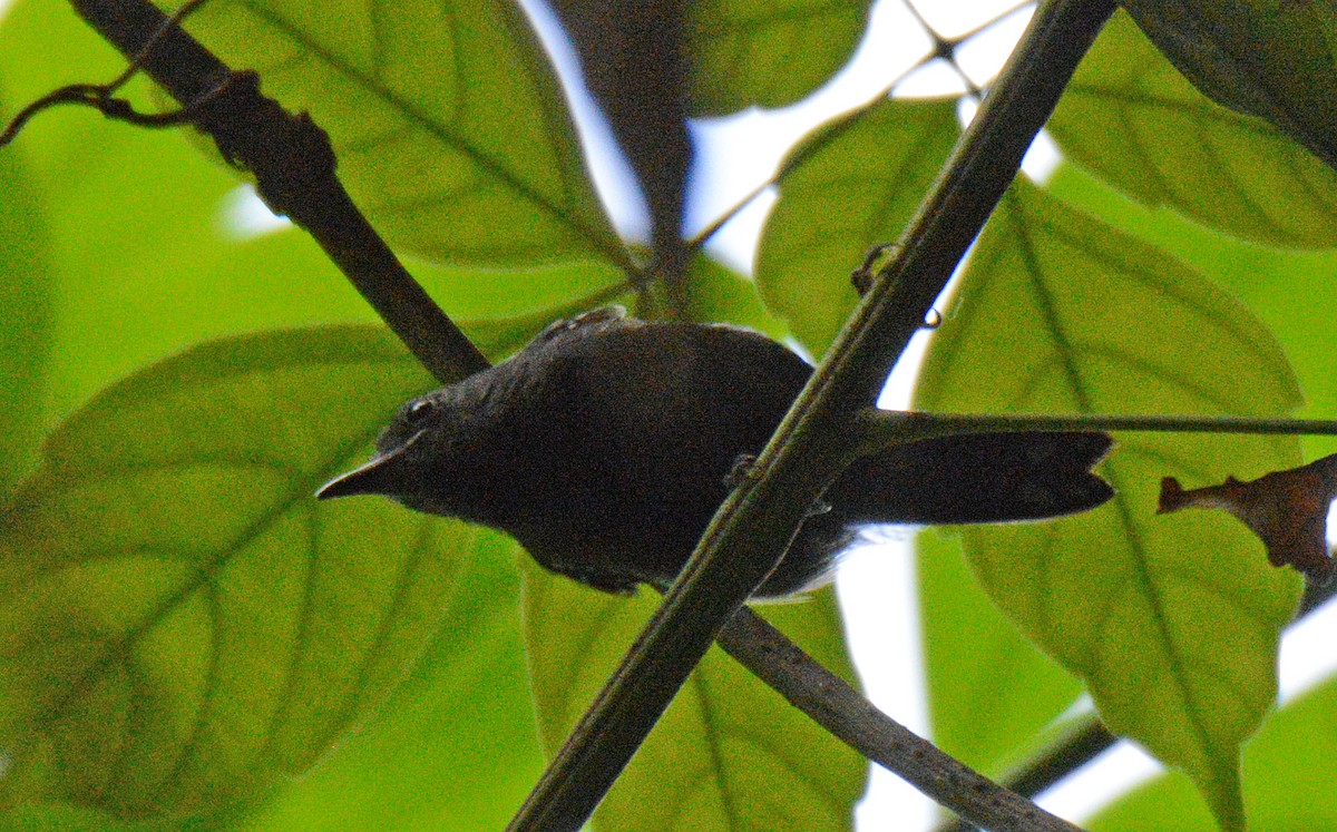 White-flanked Antwren - Michael J Good