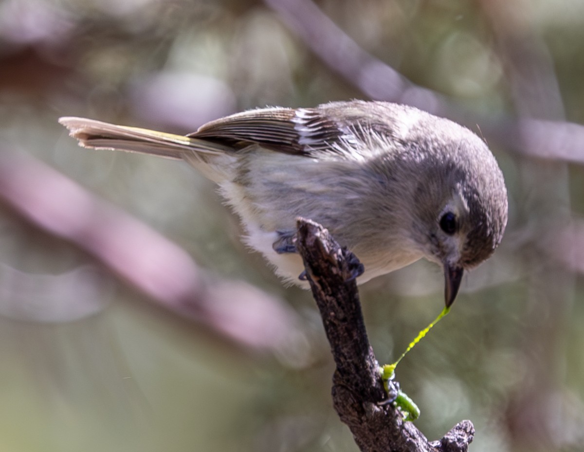 Hutton's Vireo - ML617073064