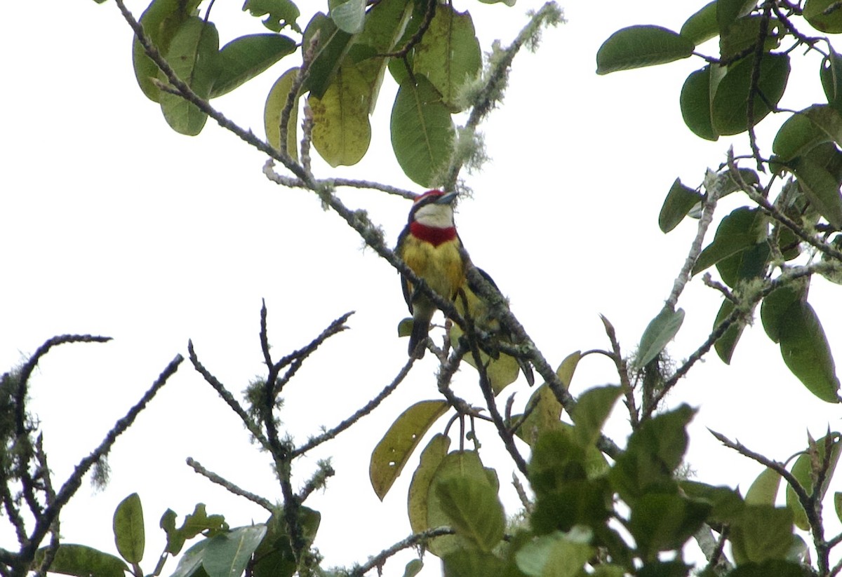 Scarlet-banded Barbet - Frances Oliver