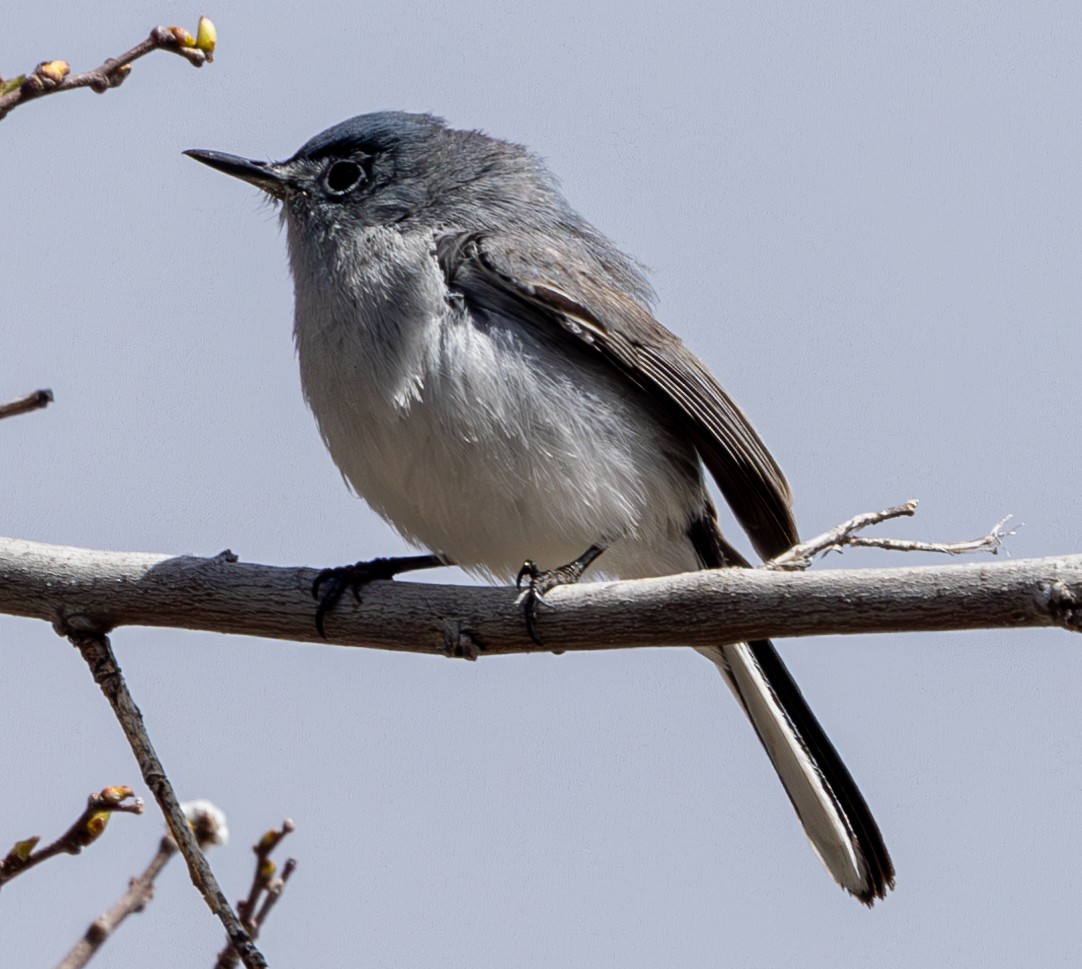 Blue-gray Gnatcatcher - ML617073118