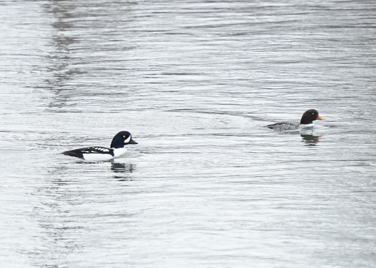 Barrow's Goldeneye - ML617073125