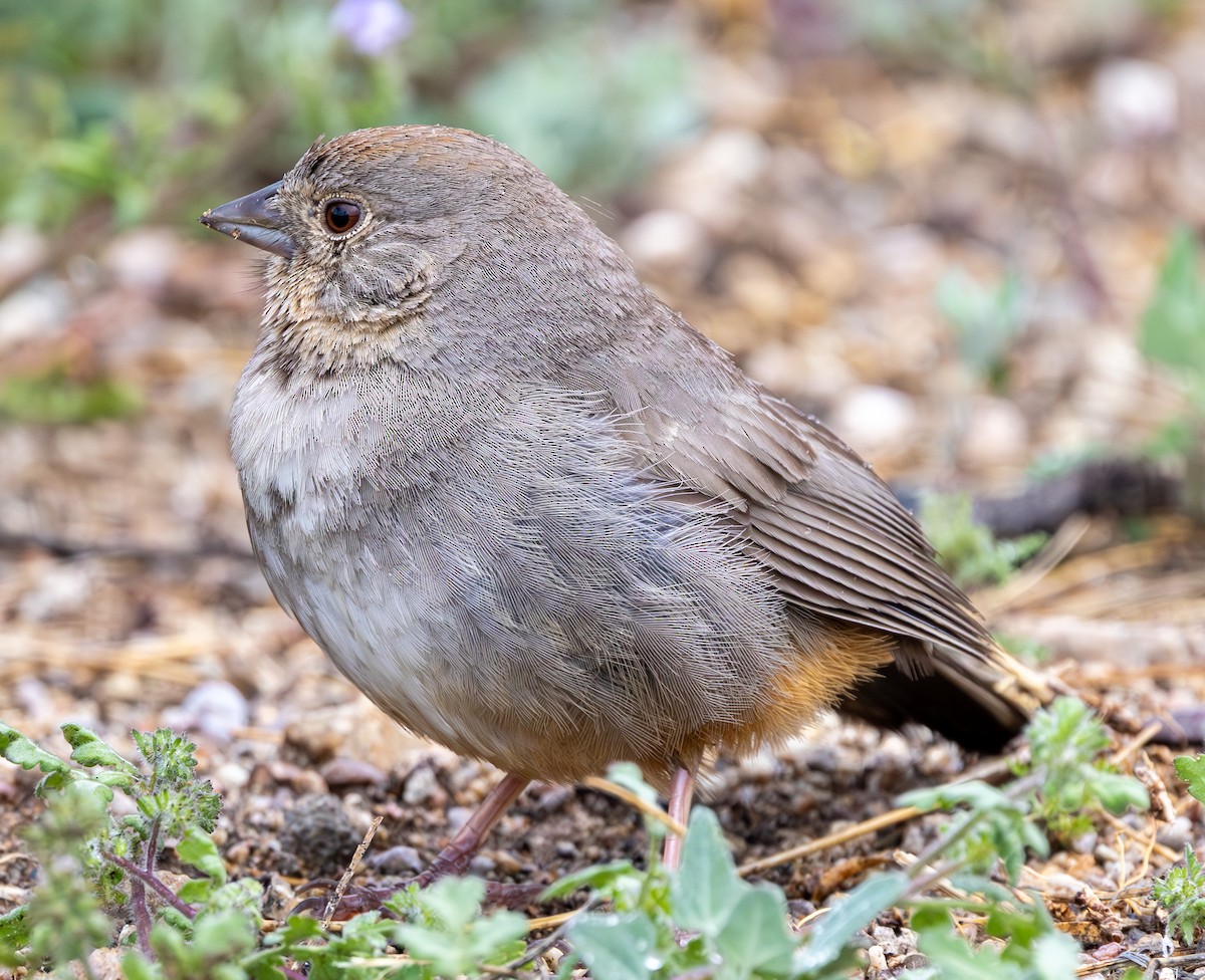 Canyon Towhee - ML617073151