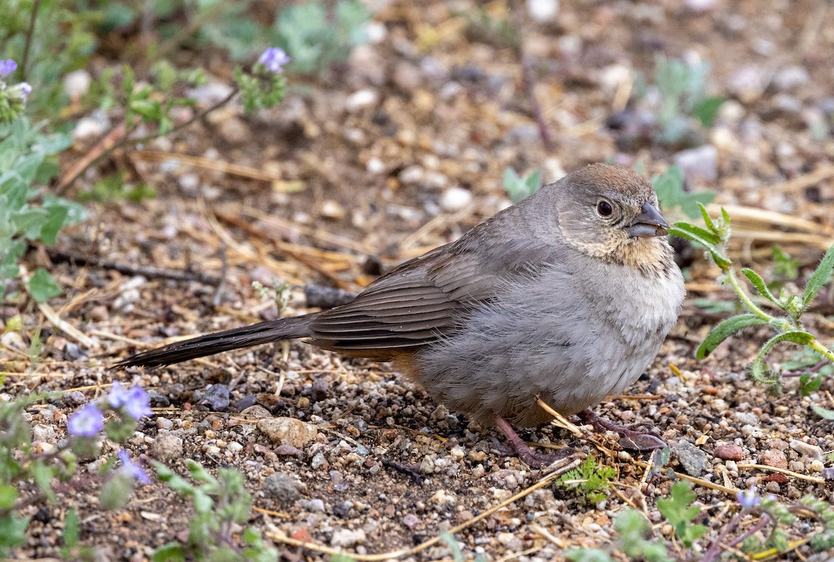 Canyon Towhee - ML617073152