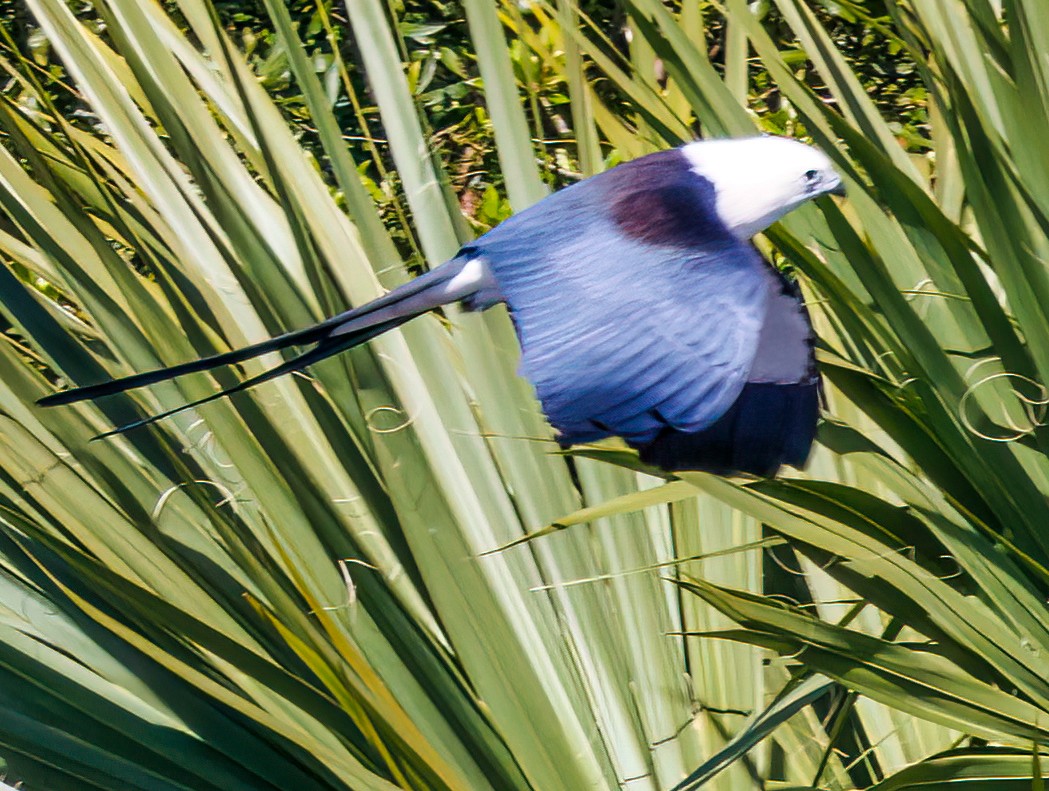 Swallow-tailed Kite - ML617073166