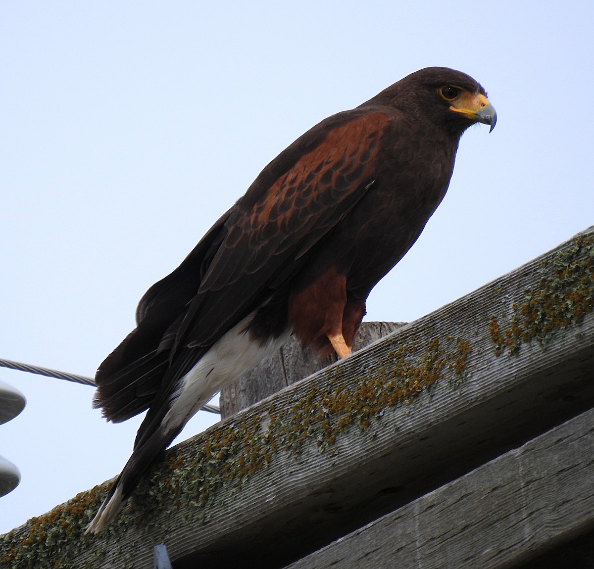 Harris's Hawk - ML617073167