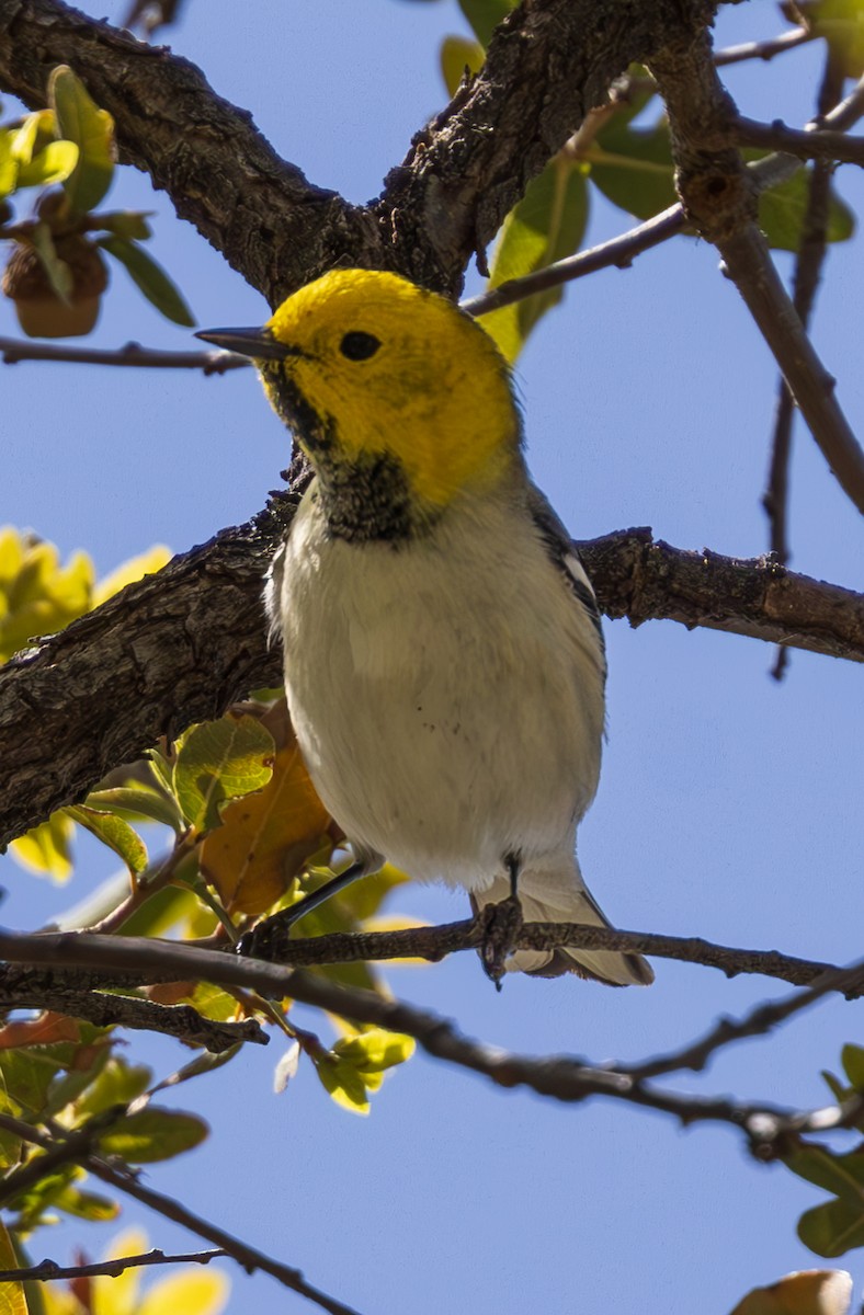 Paruline à tête jaune - ML617073194