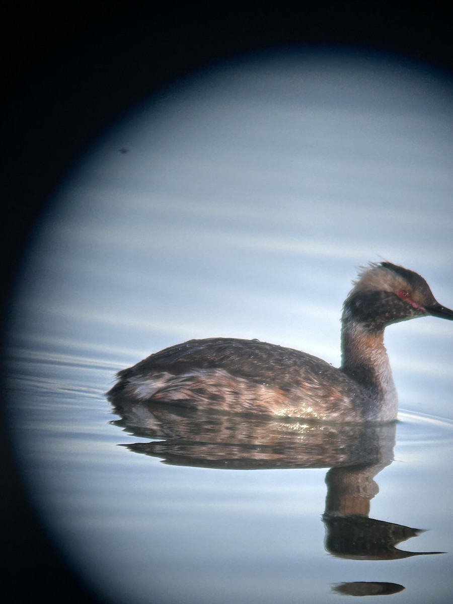 Horned Grebe - ML617073237