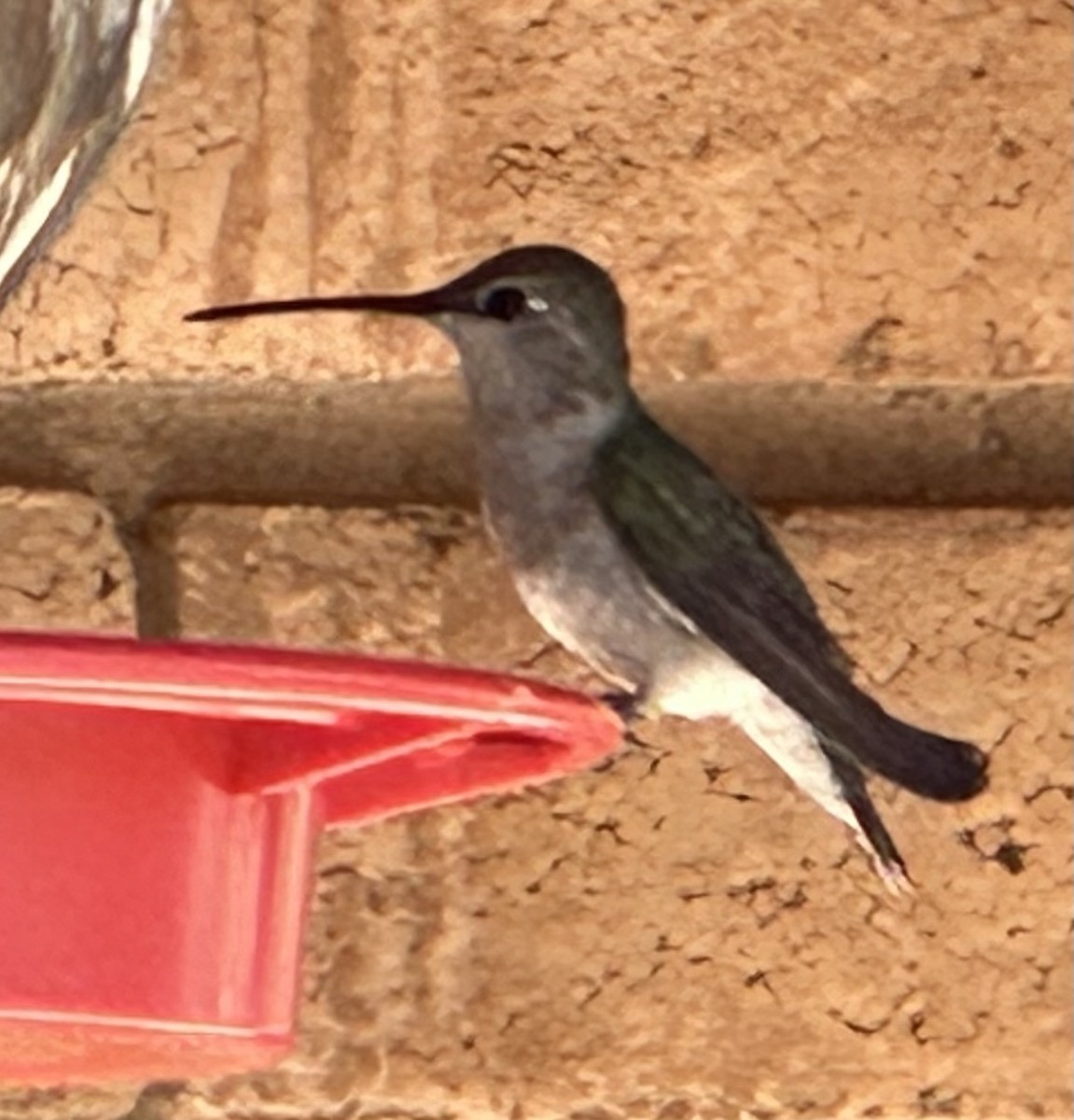 Black-chinned Hummingbird - David Baake