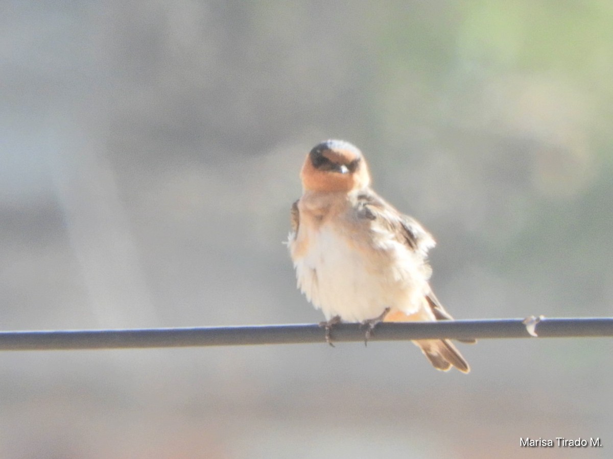 Cave Swallow - ML617073302