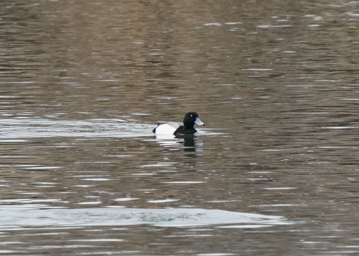 Greater Scaup - ML617073356