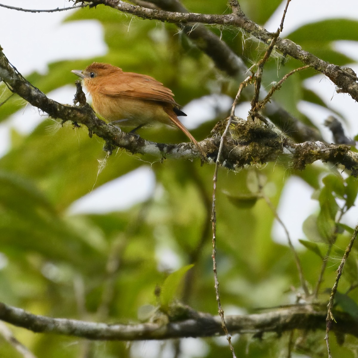 Rufous Mourner - Laura  Wolf