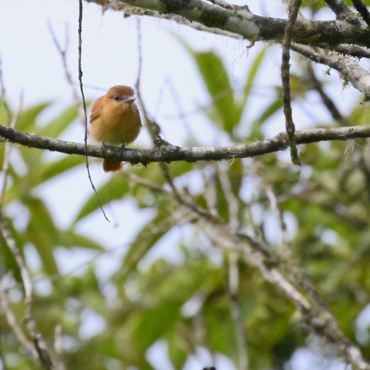 Rufous Mourner - Laura  Wolf