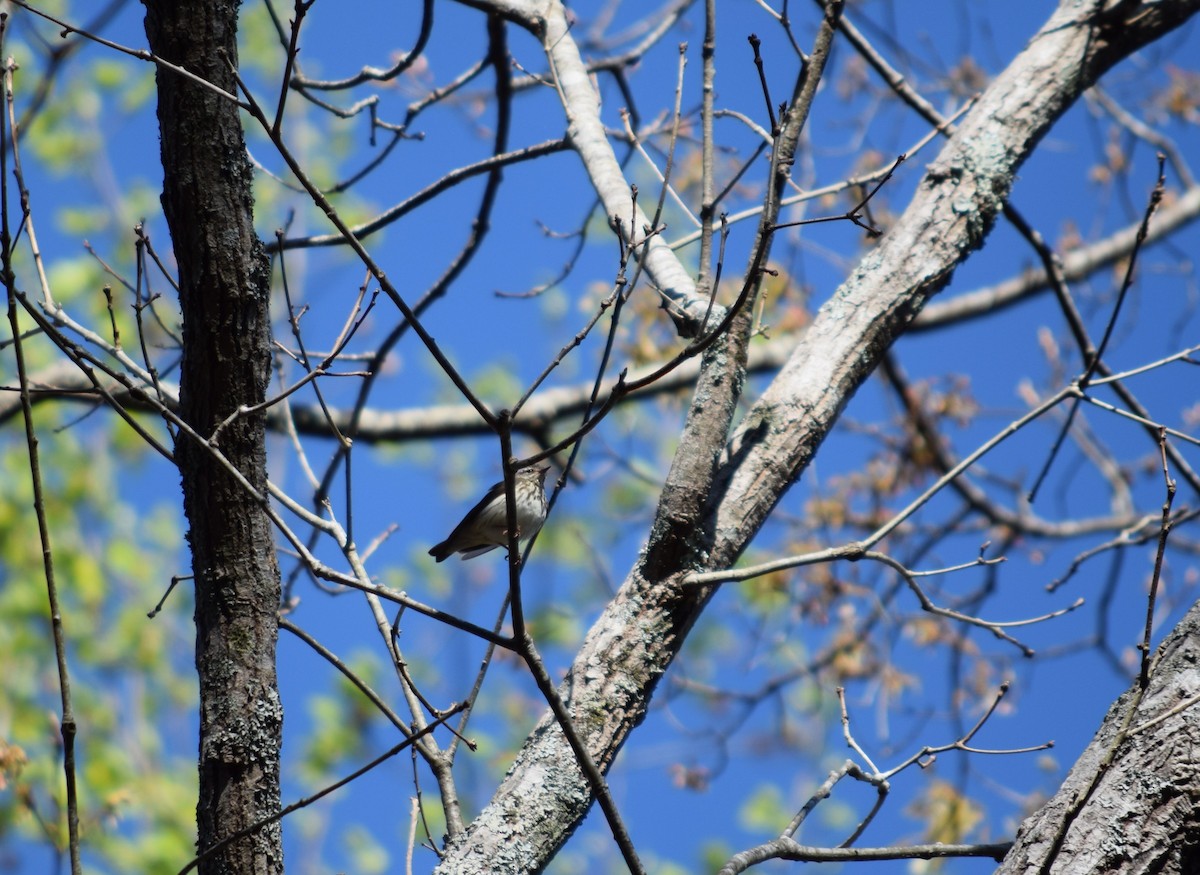 Louisiana Waterthrush - ML617073391