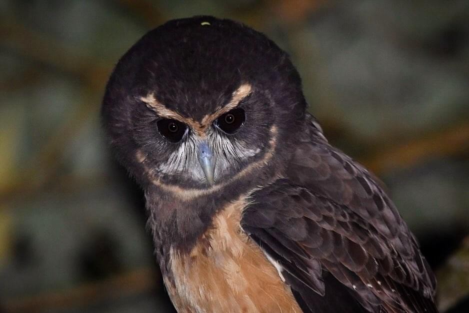 Tawny-browed Owl - Mario Campagnoli