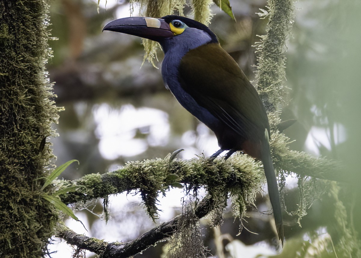 Plate-billed Mountain-Toucan - ML617073401