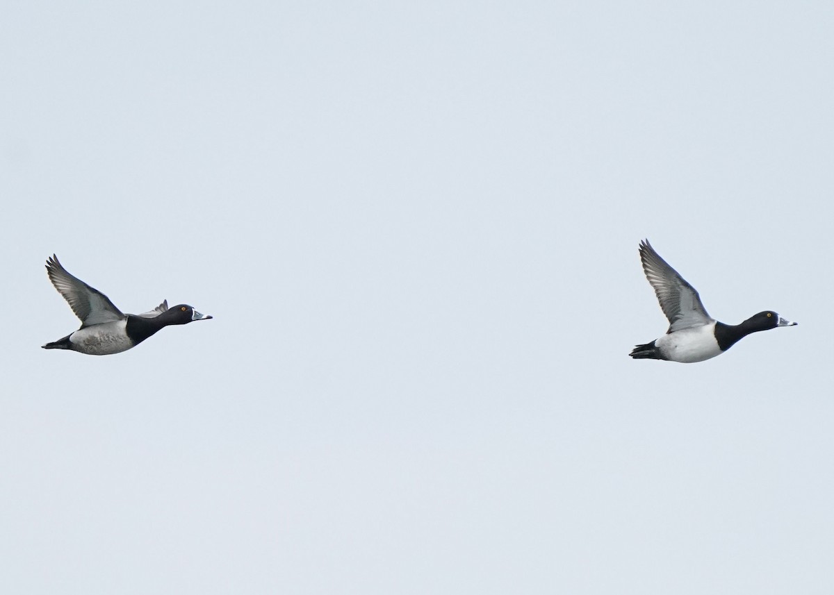 Ring-necked Duck - ML617073453