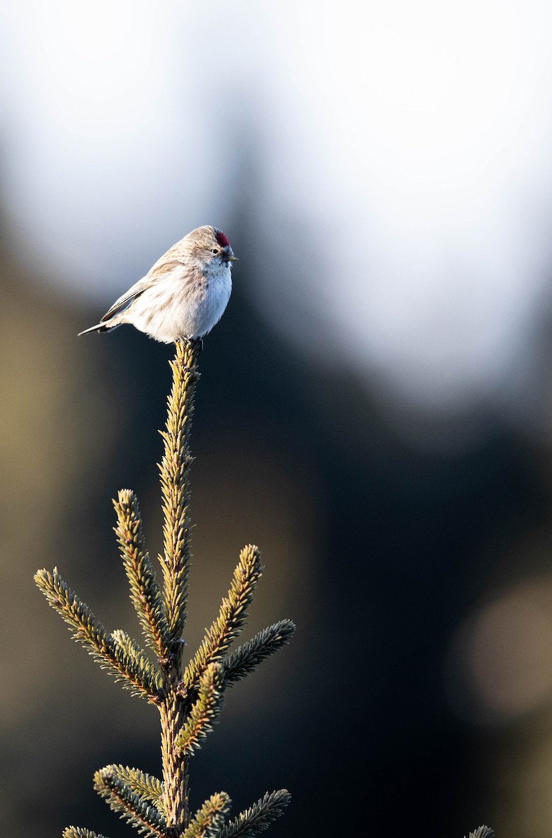 Hoary Redpoll - ML617073455