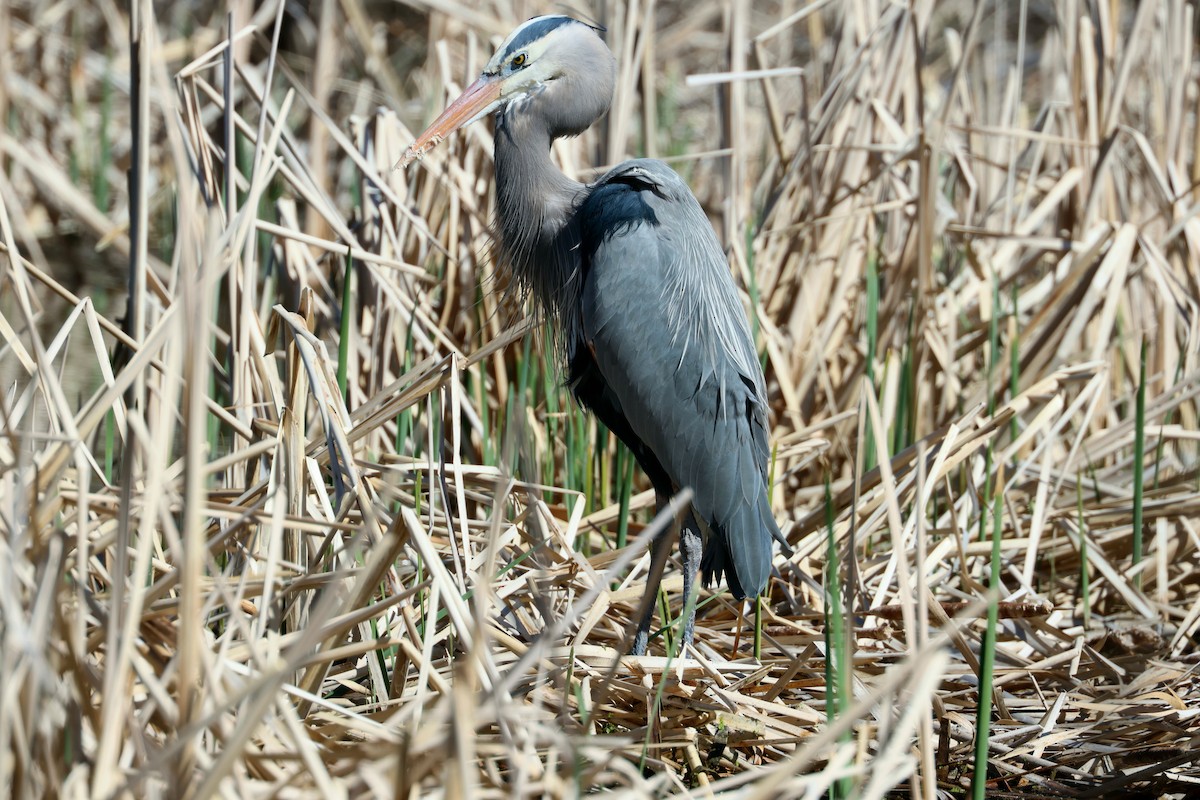 Great Blue Heron - ML617073494