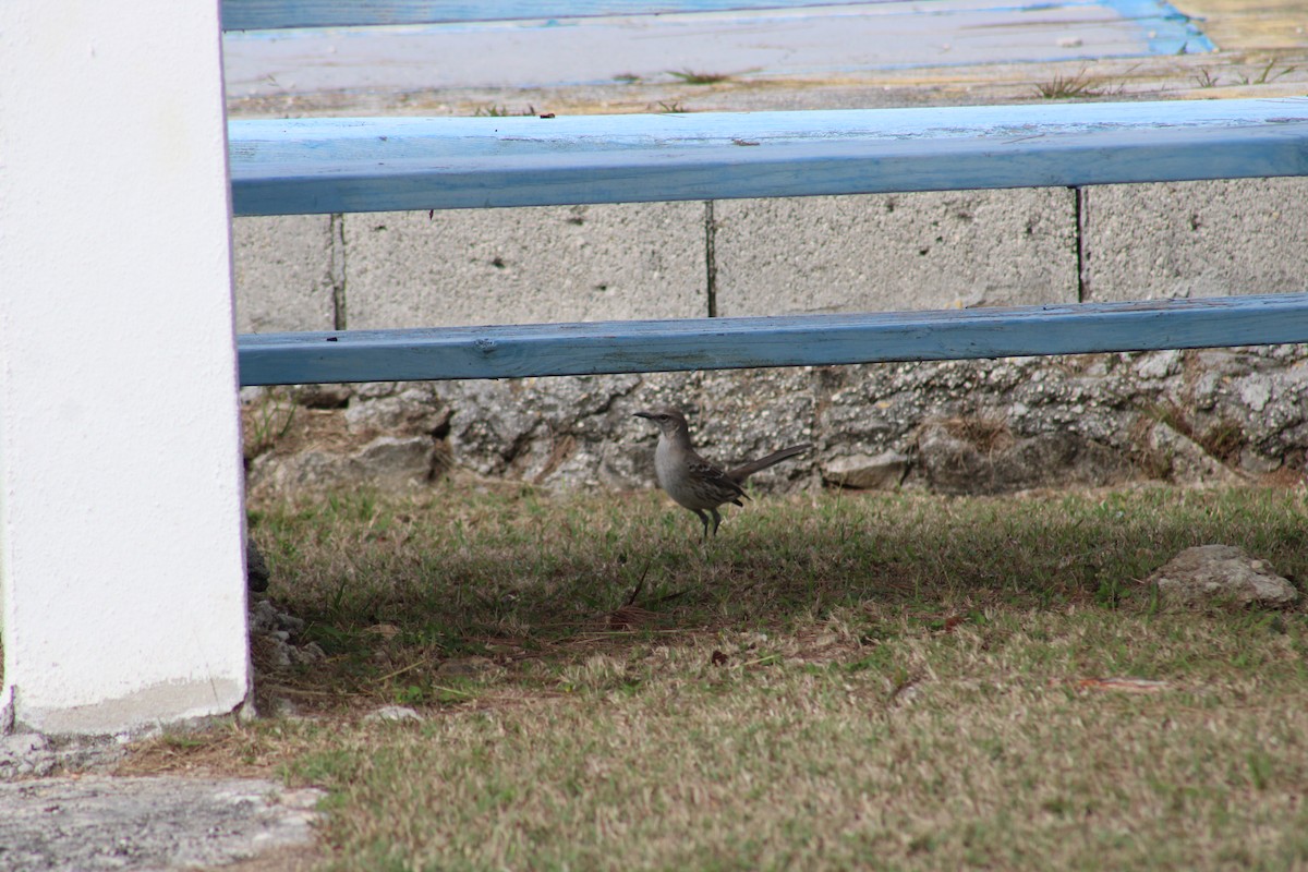 Bahama Mockingbird - Janet Storr