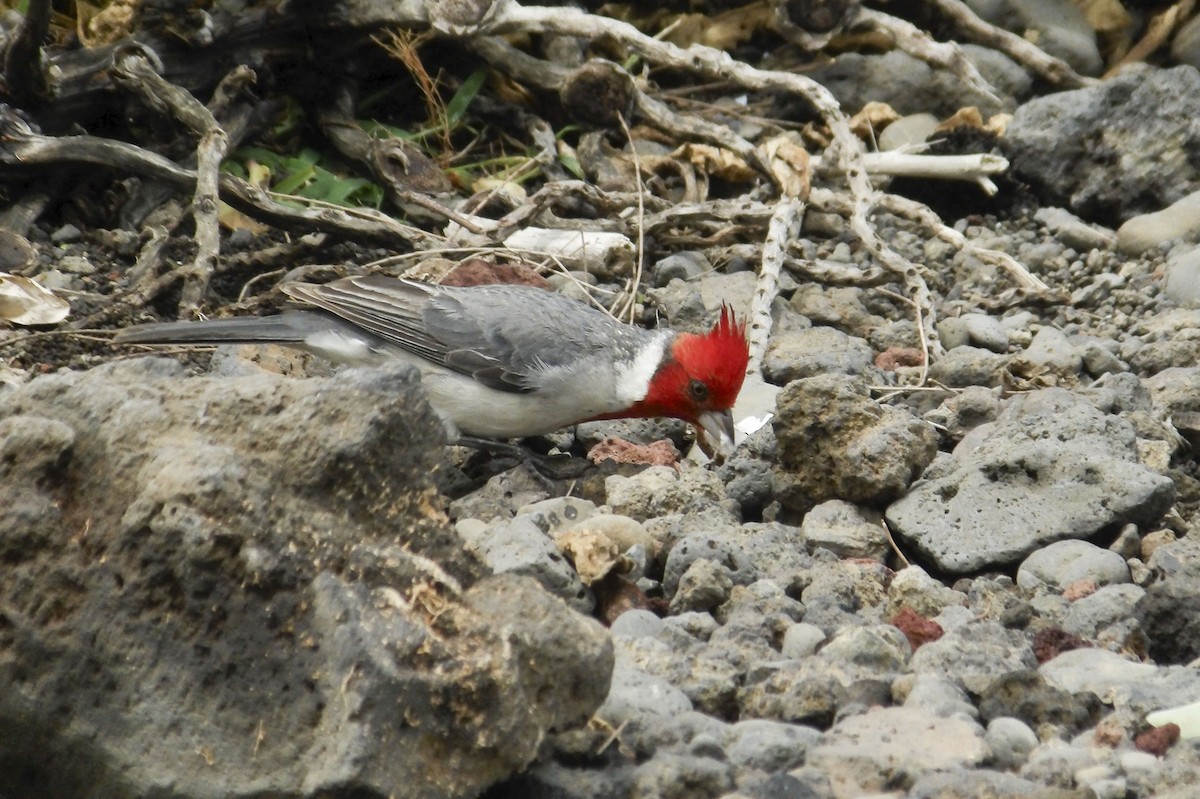 Red-crested Cardinal - ML617073654