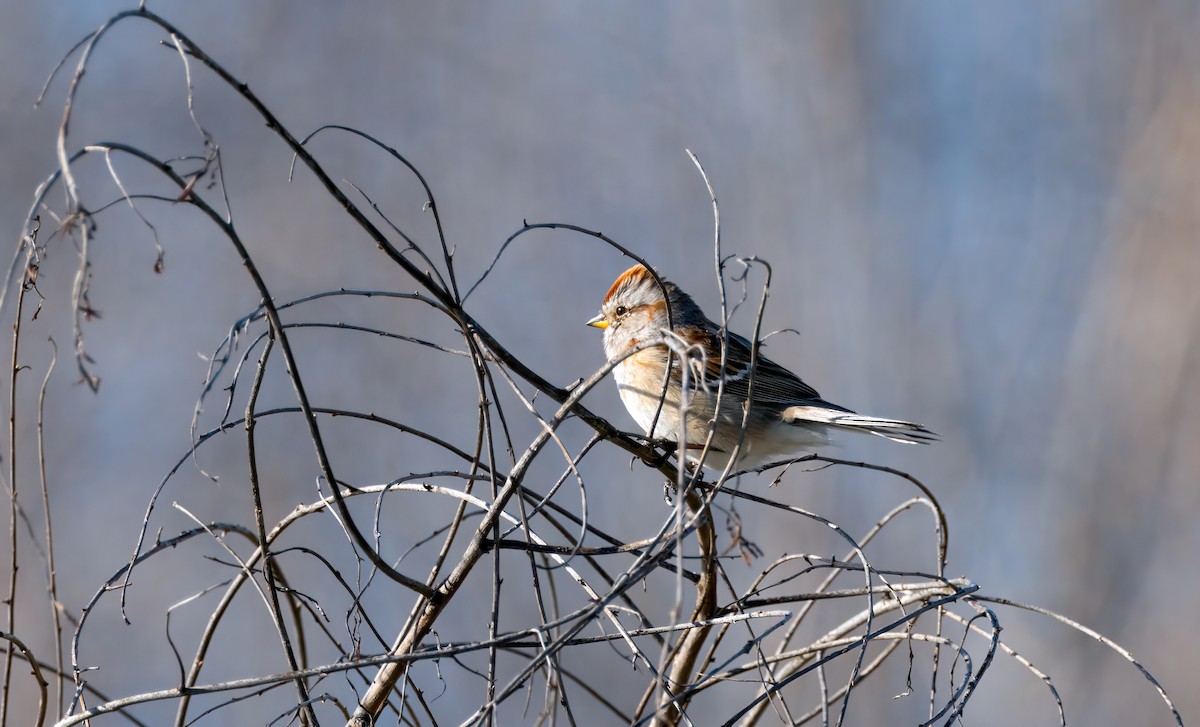 American Tree Sparrow - ML617073691
