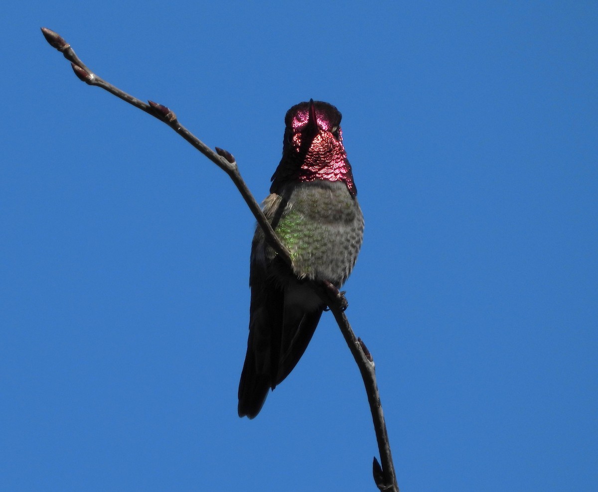 Anna's Hummingbird - Randy Smith