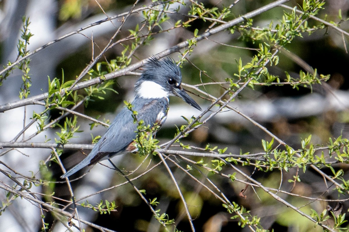 Belted Kingfisher - Nancy Christensen