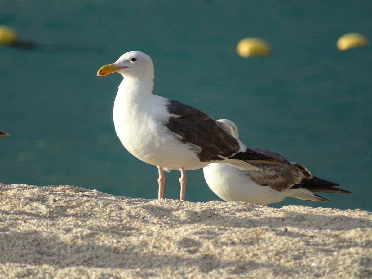 Western Gull - ML617073715