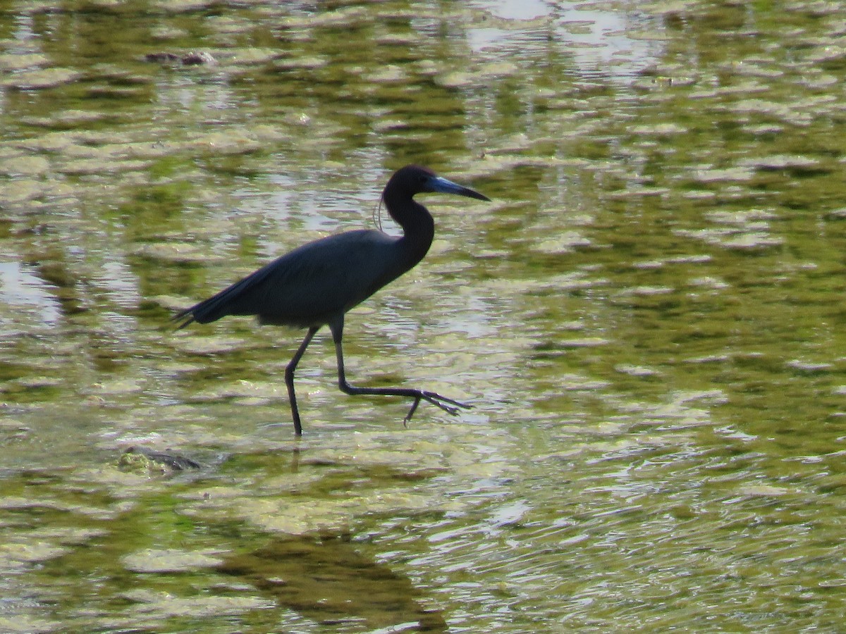 Little Blue Heron - ML617073722