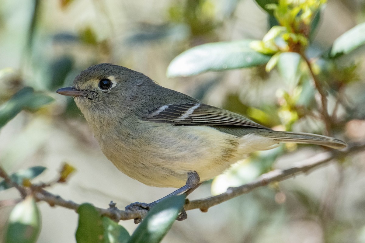 Hutton's Vireo - Nancy Christensen