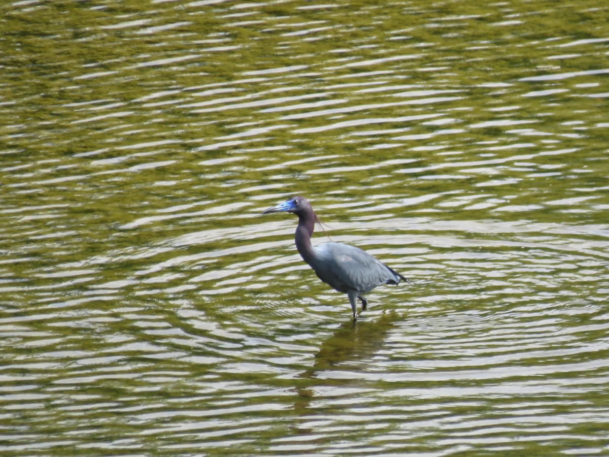 Little Blue Heron - ML617073725