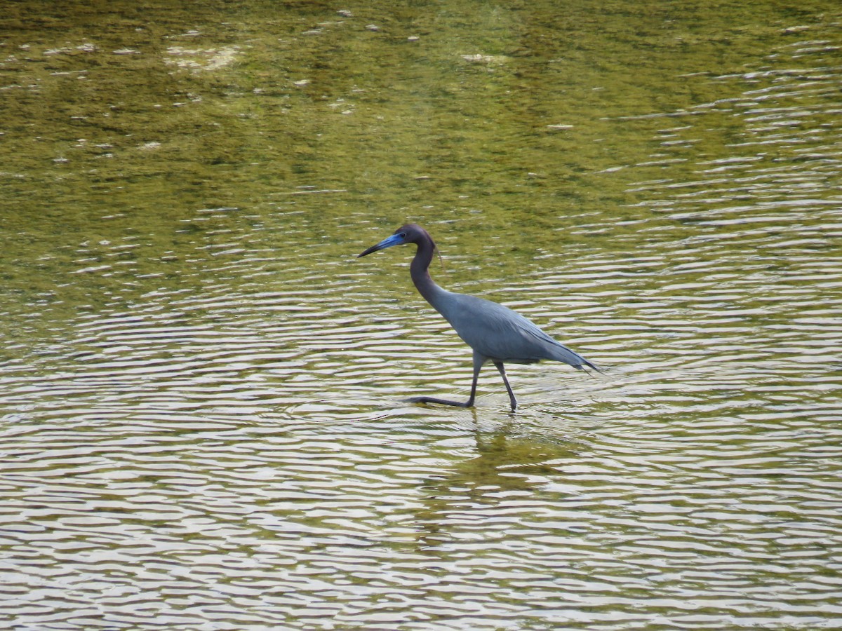 Little Blue Heron - ML617073726