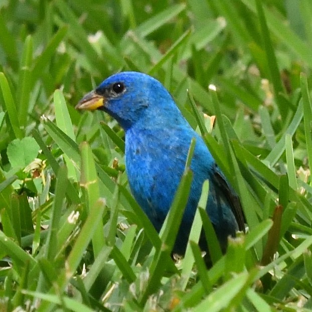 Indigo Bunting - ML617073756