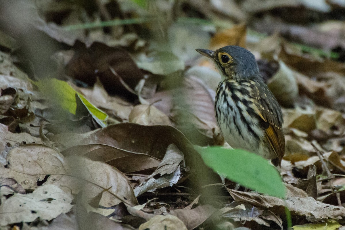 Streak-chested Antpitta - Stella Tea