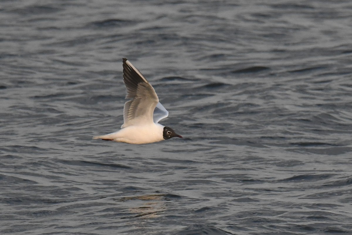 Black-headed Gull - Ethan Monk