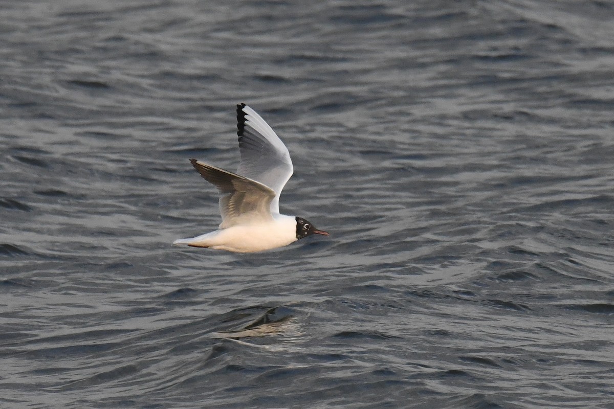 Black-headed Gull - Ethan Monk