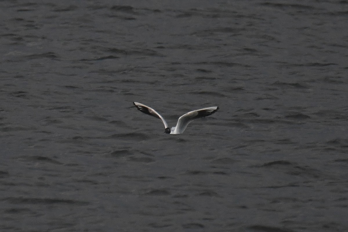 Black-headed Gull - Ethan Monk