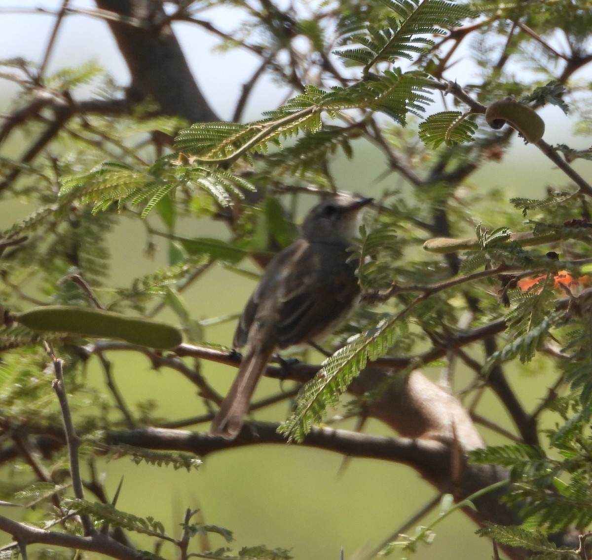 Tyranneau de Tumbes - ML617073841