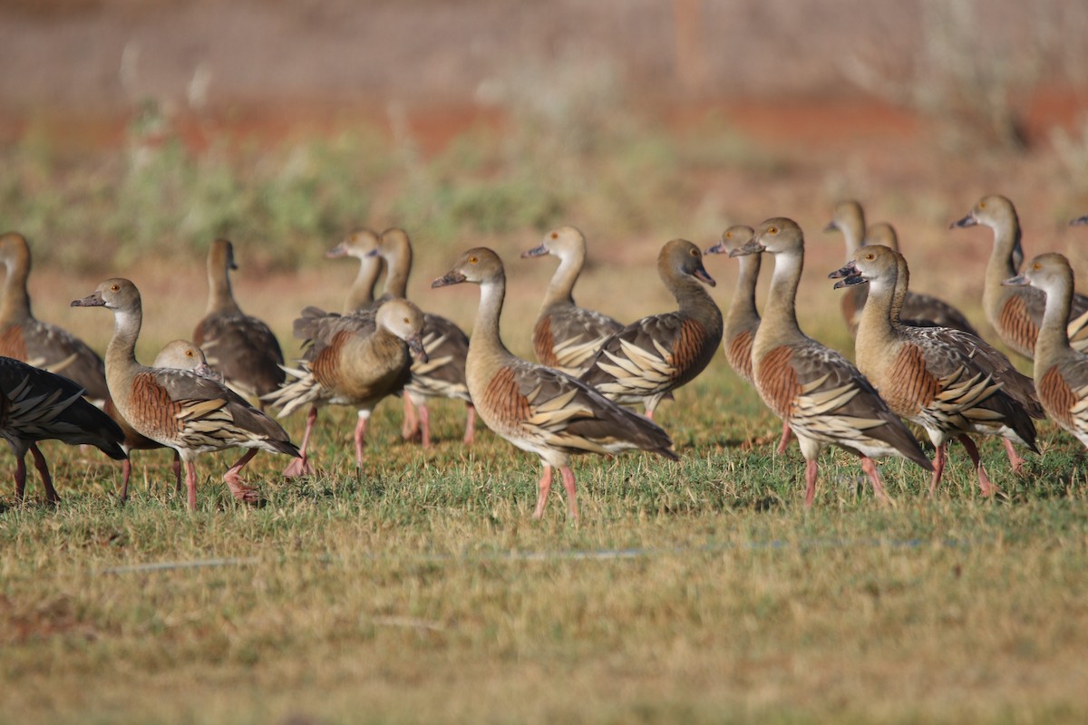 Plumed Whistling-Duck - ML617073842