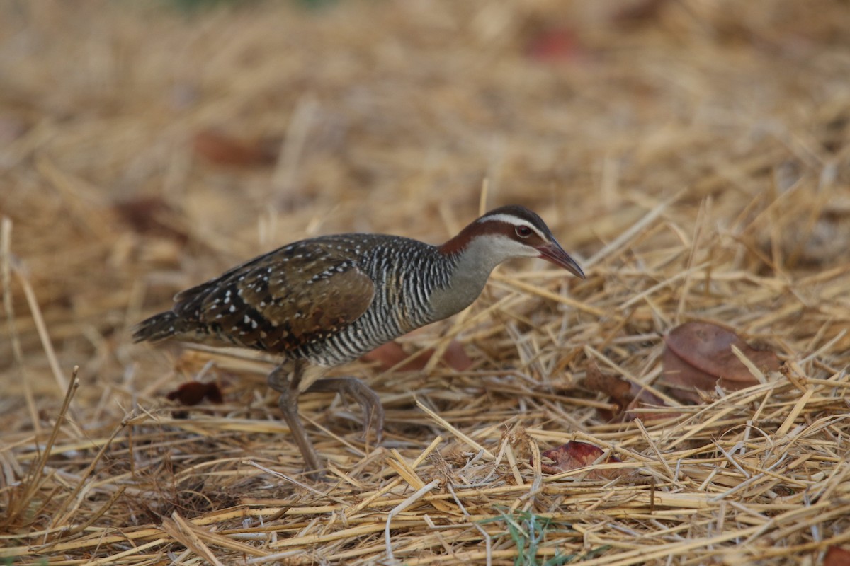 Buff-banded Rail - ML617073867