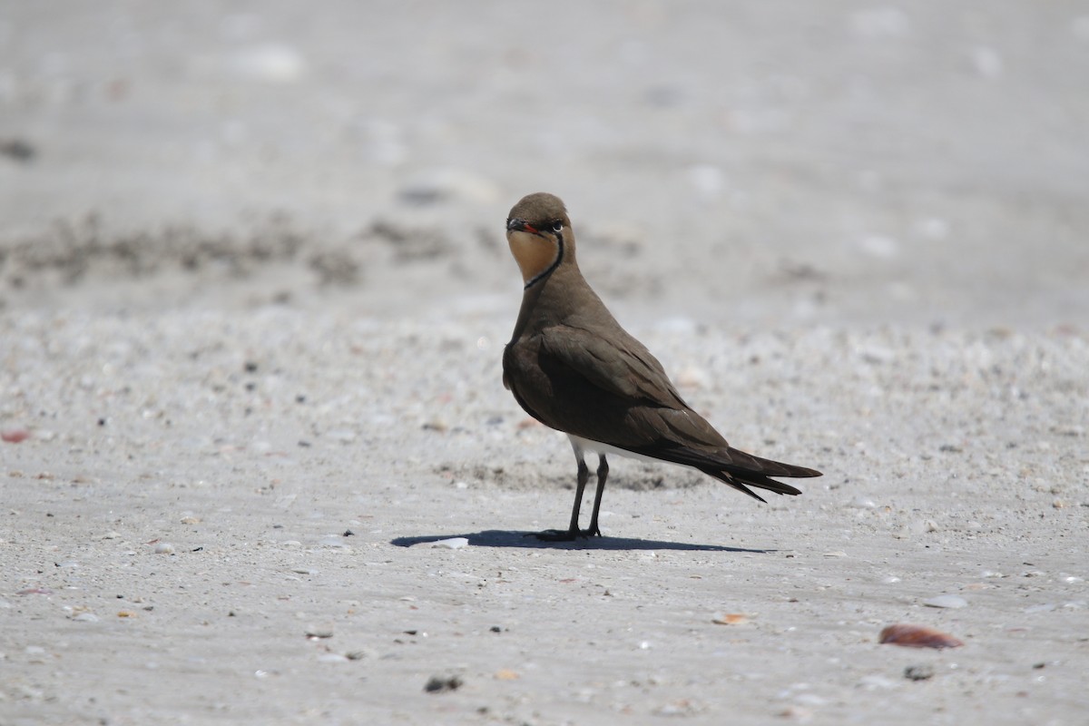 Oriental Pratincole - ML617073880