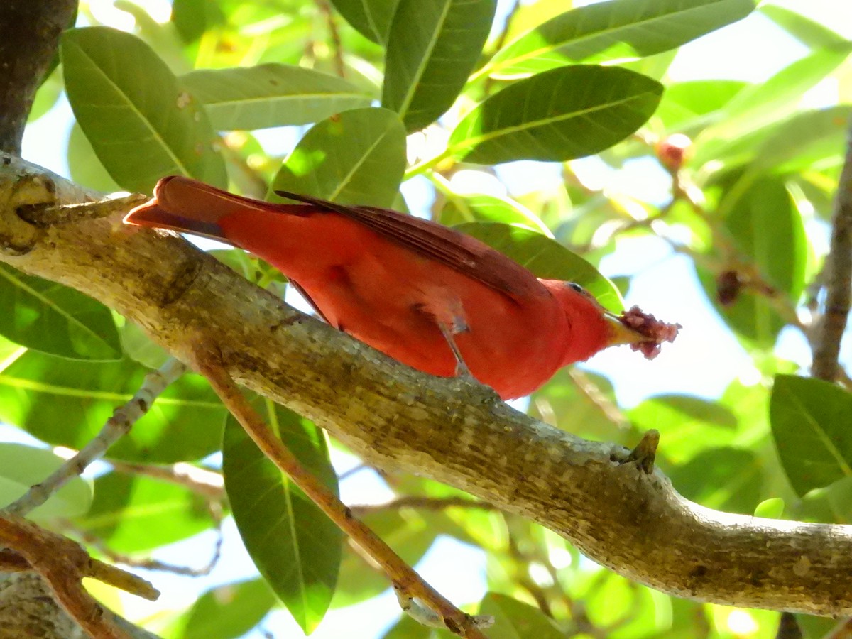 Summer Tanager - Amy Grimm