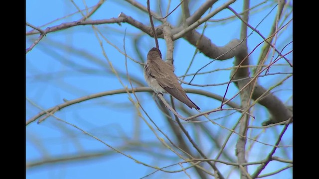 Northern Rough-winged Swallow - ML617073907