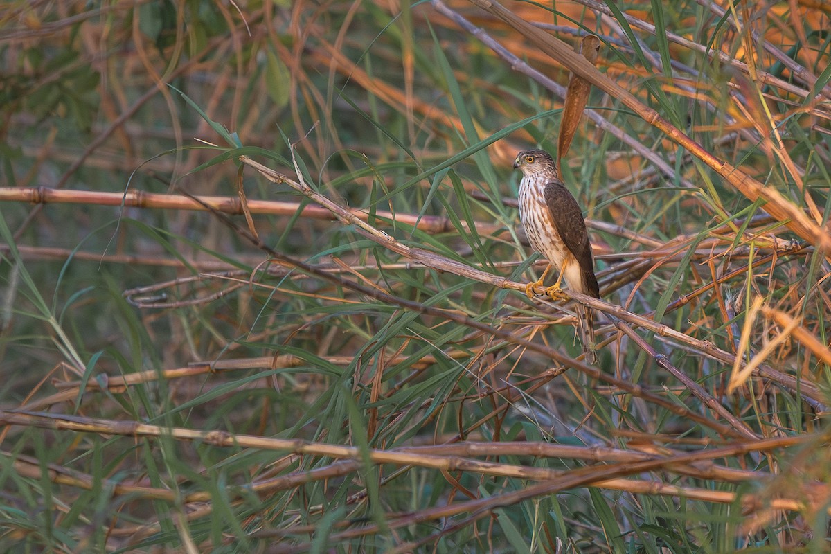 Sharp-shinned Hawk - Neo Morpheus