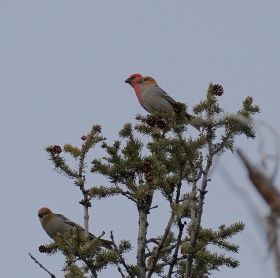 Pine Grosbeak - ML617073913