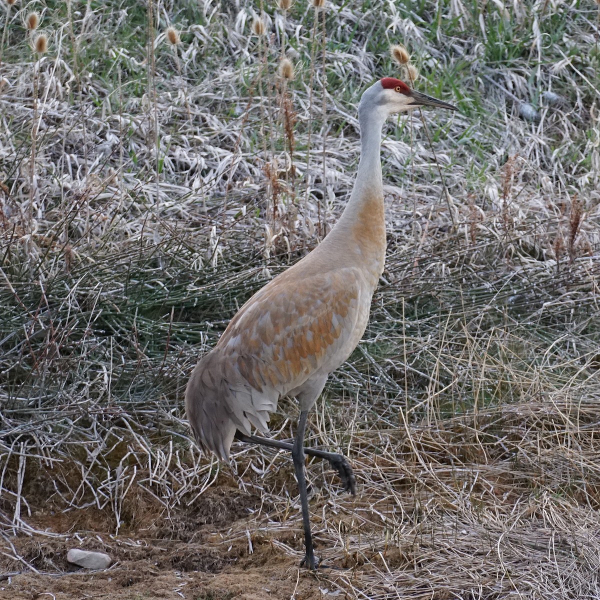 Sandhill Crane - ML617073922