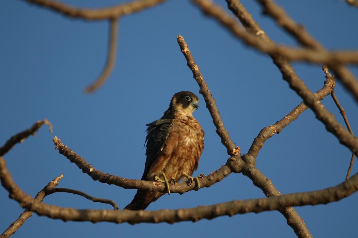 Australian Hobby - ML617073934